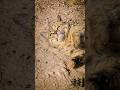 Take By A Picture Cat عکاسی از گربه Streetphotography Photography Dog Cat