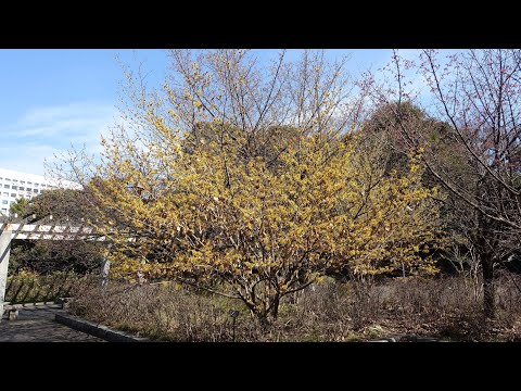 【フルHD】北の丸公園の金縷梅（マンサク）