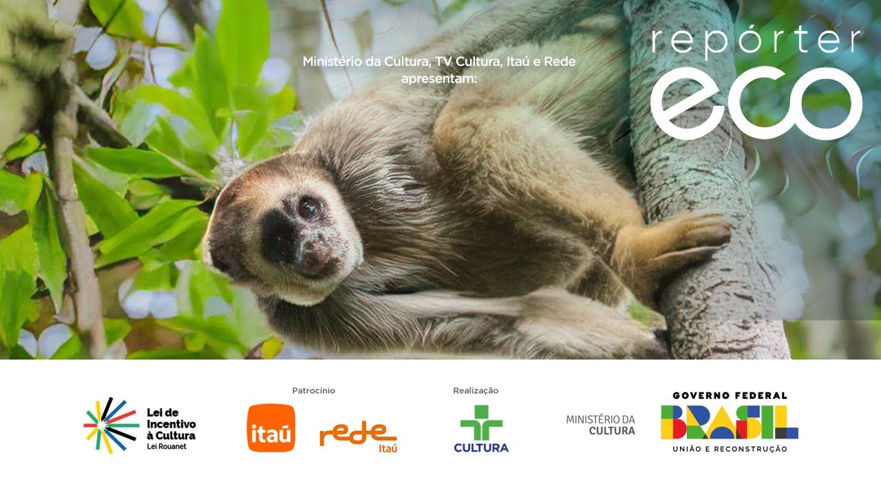 ECO REPORTER | MURIQUI-DO-SUL AND OCCUPATION OF THE PANTANAL | 02/03/2025