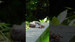 So sad and pity baby Lucie.😥😭💔 #short #shorts #shortfeed #viral #virals