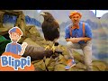 Blippi Feeds And Plays With Animals At The Zoo Educational Videos For Kids