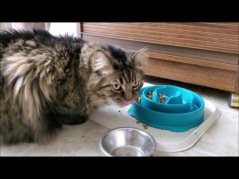 I Put Spongebob Music Over My Cat Doing The Chores!