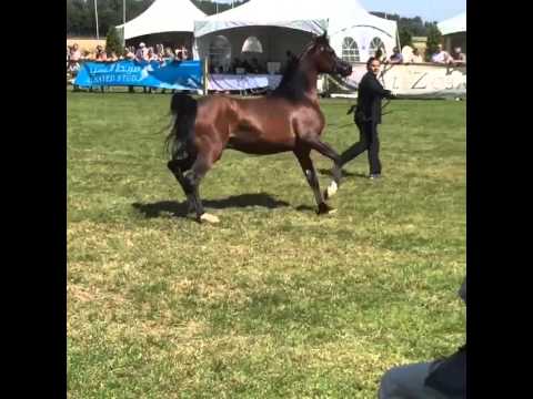 EKS AMIR  Class Winner Colt 3 Years #west_coast_cup_2015 #shazin #shazin_stud