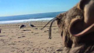 JAX &amp; DAX #14 - 1/13/2011 Santa Monica Beach!