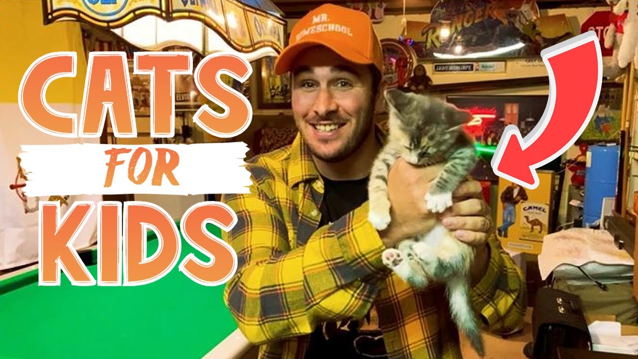 How-To | Take Care of a Cat 😸 (for Kids!!)