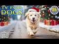 24 Hours Of Christmas Music For Dog TV For Dogs Calming Music For Dogs In The Holiday Season