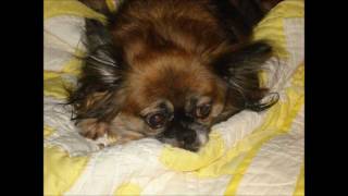 Like My Mother Does w/Lyrics