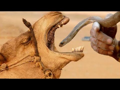 Voilà pourquoi on nourrit les chameaux avec des serpents vivants !