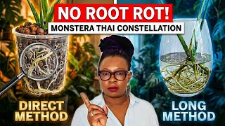 Avoid Root Rot: Thai Constellation to Leca (Direct vs Long Method)