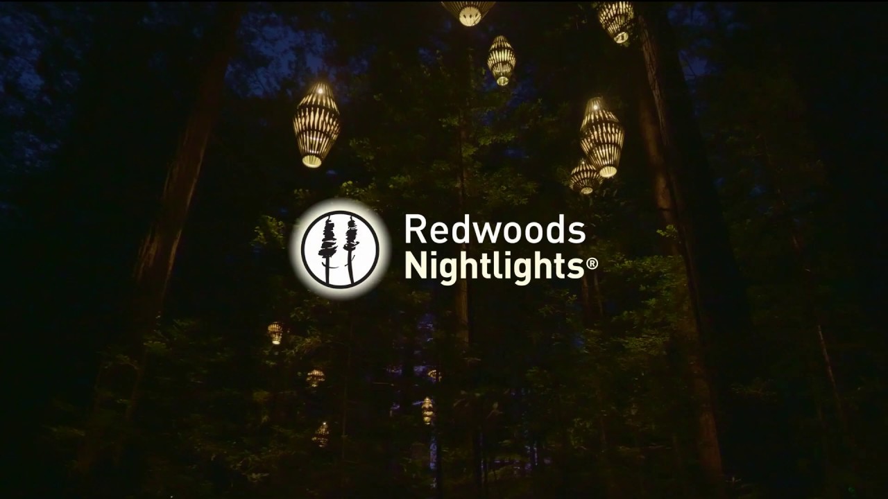 Experience a captivating peek of Redwoods Treewalk.