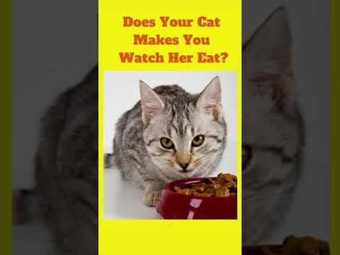 Does Your Cat Make You Watch Her Eat? #Shorts #feedingcats