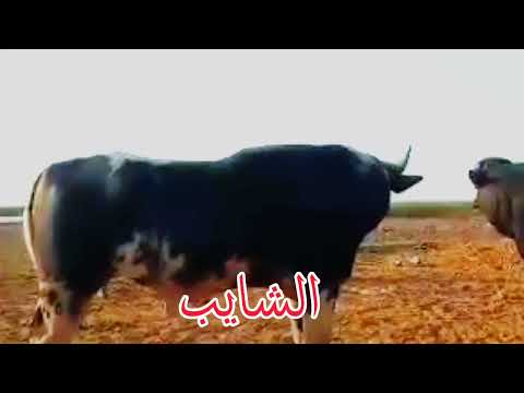 , title : 'جاموس العماره /فحل الشايب   زماط العراق'