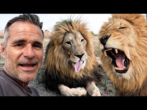 Emotional Story of Rescued LION BROTHERS | The Lion Whisperer