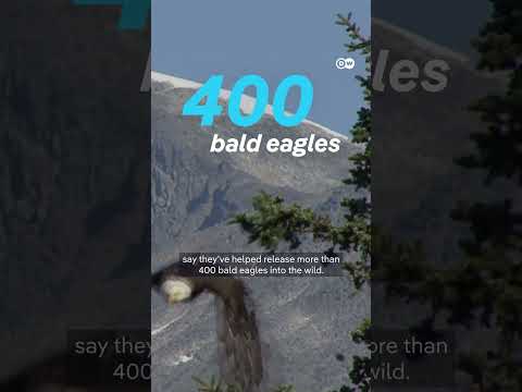 Dolly Parton helped save eagles | DW News
