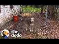 This Dog Had Been In Chains For 5 Years The Dodo