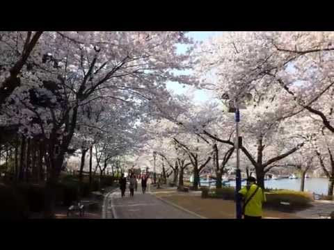 Gyeongsangbuk-do Gyeongju Cidade Bomun Lakeside Sakurahana 3