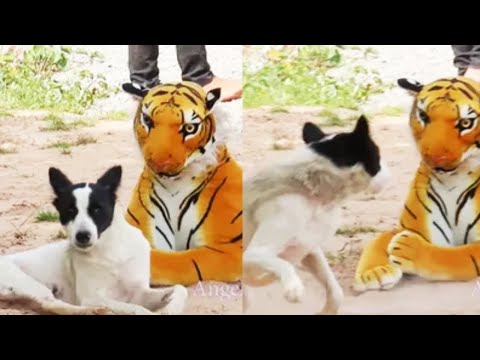 Funniest Pranks On Dogs And Cats 2023 [Funny Pets]