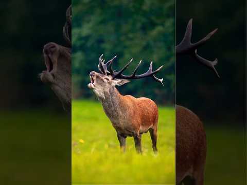 The Powerful Roar of a Red Deer: Echoes of the Wild!