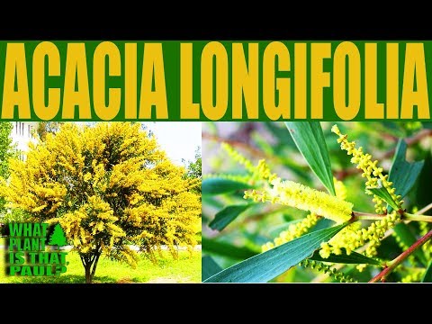 Acacia longifolia (Golden Wattle) - A fast-growing bushy shrub or small tree.