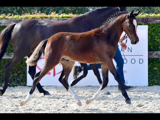 Caspari Royale 'S' van Prinsenhof's