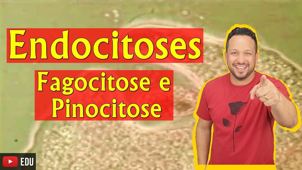 Endocitose - Fagocitose / Pinocitose / Endocitose Mediada por Receptores - Citologia