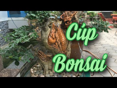 SH.6347. Bonsai Gỗ Trắc hình chiếc Cúp giá 30 triệu. Đth liên hệ 0913.970.855.