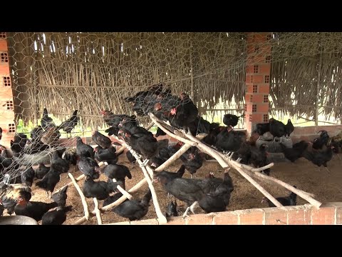 Fazenda em Santa Cruz dos Milagres cria galinhas que põem cerca de 180 ovos por dia 02 04 2022