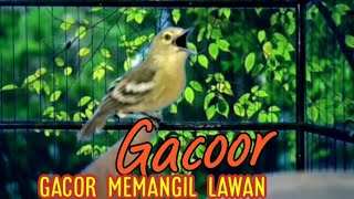Download lagu Dalam sekejap sirtu manapun pasti akan langsung Nyaut dan ikut gacor. mp3