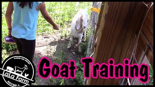 4H GOAT TRAINING - A day in the life