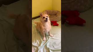Video preview image #1 Mutt Puppy For Sale in Weston, FL, USA