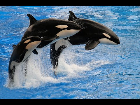 Orcas (killer whales) targeting boats explained (Global seas) 31/May/2024
