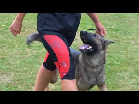 Jagira Aykmar - 1.tř.chovnosti-5U 1/P, výborná, IPO3, HD/ED a normal