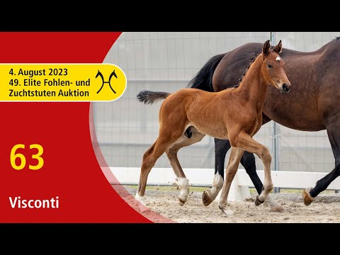 49th Verden Elite Foal -OnLive-Auction- Aug. 4th, No. 63 Visconti by Va Bene - De Niro