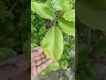 पथरचट्टा के फायदे और नुकसान क्या है Health