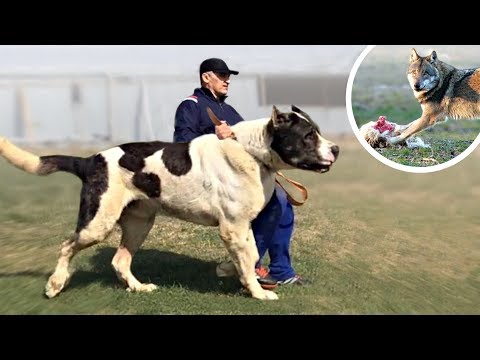 Dr. Sara May, Allergy and Immunology