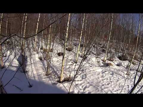 Metsolan Metsäkoulu 67, Pellonmetsitys ja boorinpuutos