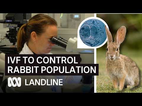 How genetic scientists are trying to solve Australia's pest problem with IVF | Landline | ABC iview