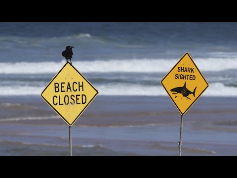 Sydney’s Northern Beaches closed for 48 hours after three shark attacks