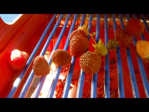 Récolteuse de framboises JAREK 5R - Jagoda JPS, avec système de nettoyage et tête spéciale_8