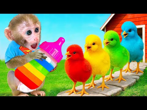 Monyet Bon Bon Imut bermain petak umpet bersama para bebek dan memanen buah-buahan di peternakan