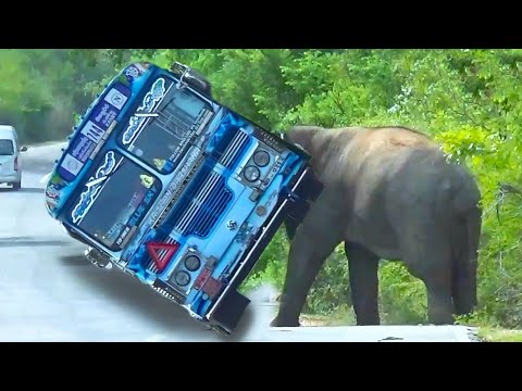World Top Wild Elephant Attack On The Forest Road.