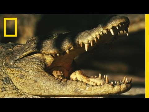 Birds vs. Crocodiles | National Geographic