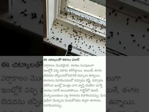 ఇ tips తో ఈగలు పరార్#home tips#more vedios to follow my channel 👇