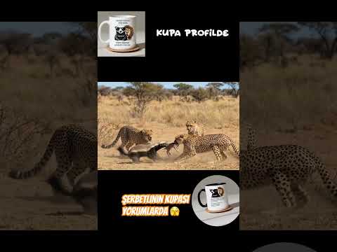 Bordo Bereli Porsuk Başkan 🫣 #keşfet #balporsuğu #komik #viral #belgesel