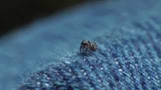 The Cute, The Green, The Buzzer, and The Hunter