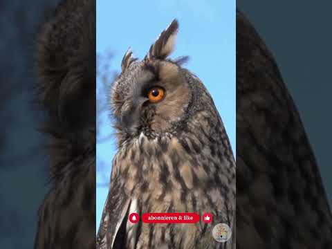 Eulen in Deutschland: 10 Arten und ihre biologischen Superkräfte