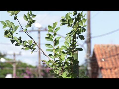 Morador lança campanha