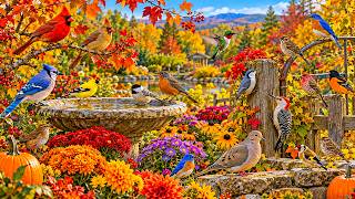 🌸 Relaxing Piano & Birdsongs | Colorful Garden for Focus, Study & Relaxation