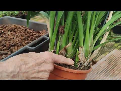 Repotting a Hybrid Cymbidium Tutorial