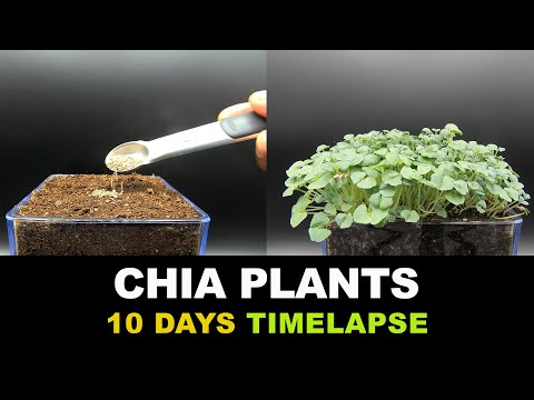 Growing Chia Seeds Indoors In 10 Days - Time Lapse